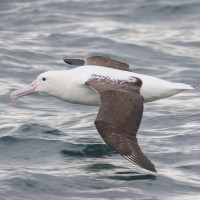 Northern Royal Albatross